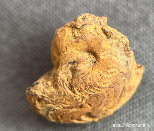 Борщевский