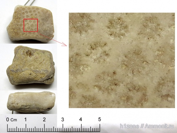 кораллы, колониальные кораллы