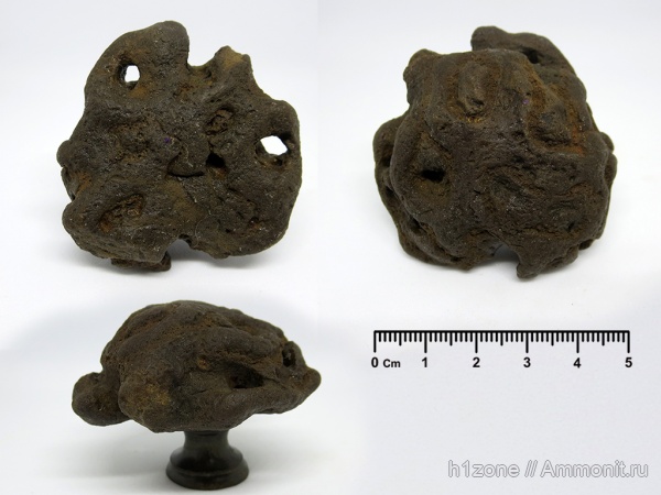 мел, губки, ?, Plocoscyphia, Беловодка