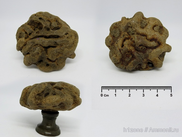 мел, губки, ?, Plocoscyphia, Беловодка