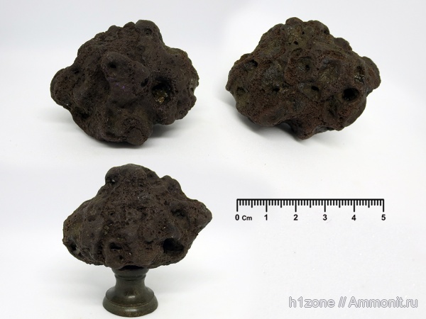 мел, губки, ?, Plocoscyphia, Беловодка