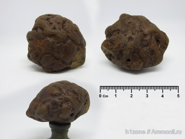 мел, губки, ?, Plocoscyphia, Беловодка