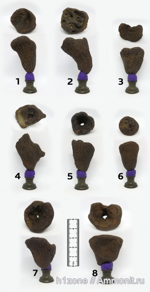 мел, губки, ?, Ventriculites, Беловодка