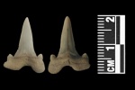Зуб Cretolamna
