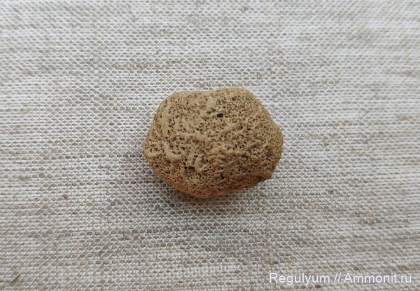 мшанки, губки, ?