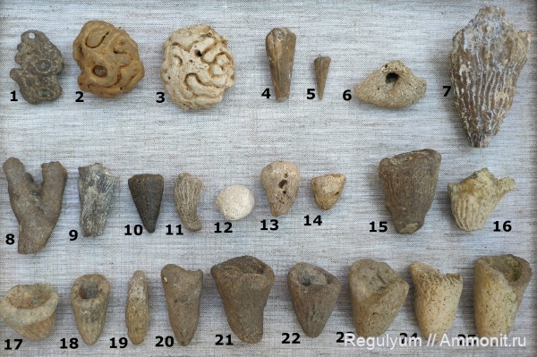 Морские Губки