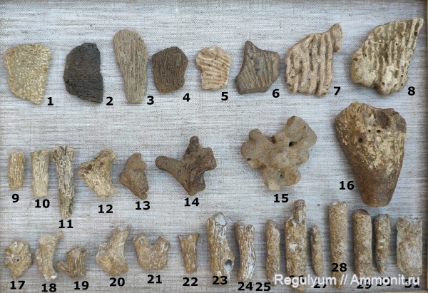 губки, Coeloptychiidae, Rhizopeterion