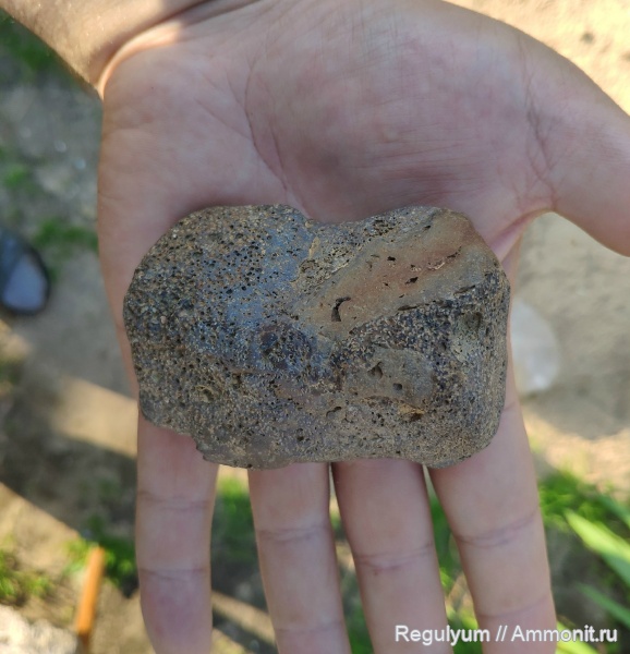 плезиозавры, мозазавры, ?, кости, ласта