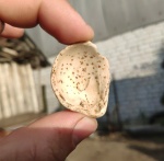 Дендрит на ракушке.