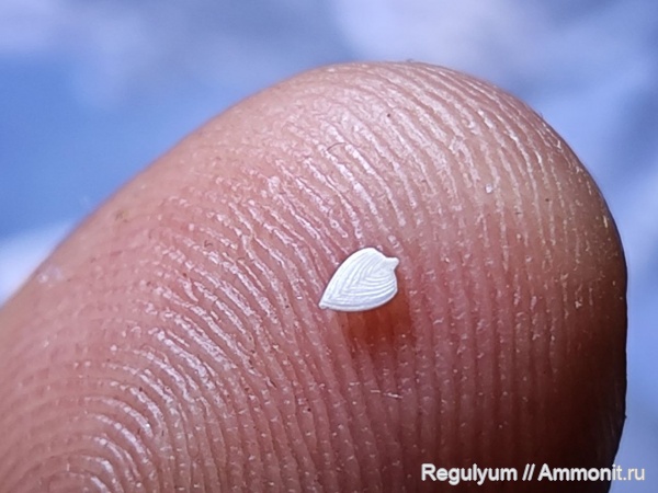 фораминиферы, citharinella