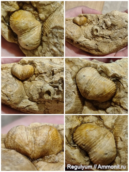 брахиоподы, Productus, Reticulatia