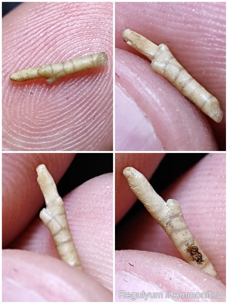 морские лилии, Bourgueticrinus