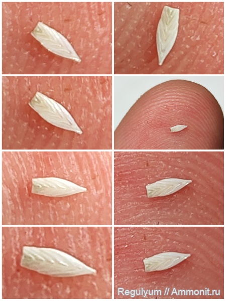 фораминиферы, citharinella