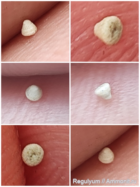 фораминиферы