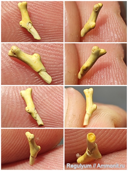 мшанки, фораминиферы, ?