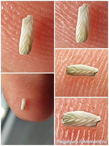 фораминиферы