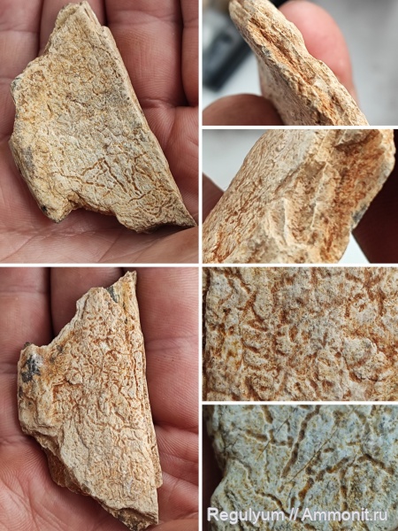 окаменевшее дерево, бивни, Ихнофосилия