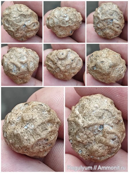 губки, Plocoscyphia ovale