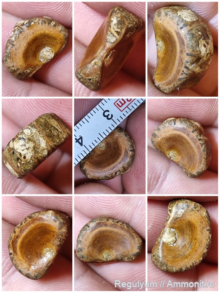 рептилии, рыбы, позвонки