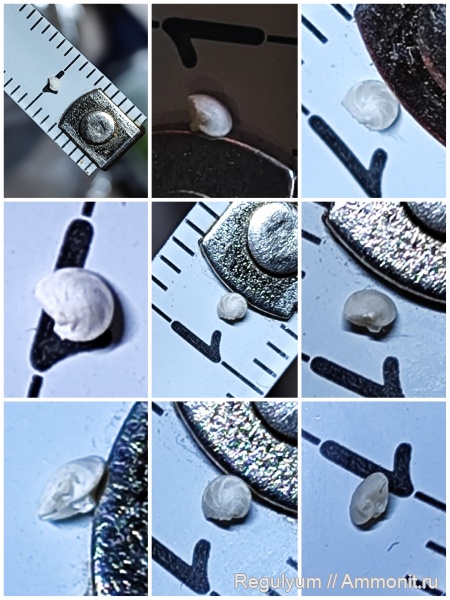 фораминиферы, Lenticulina