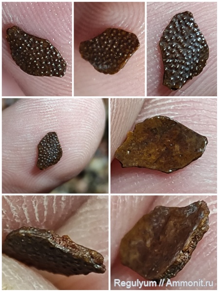 ракообразные