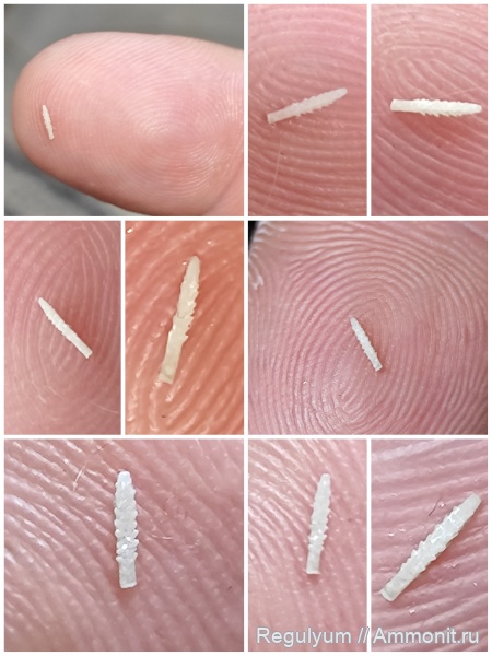 морские ежи