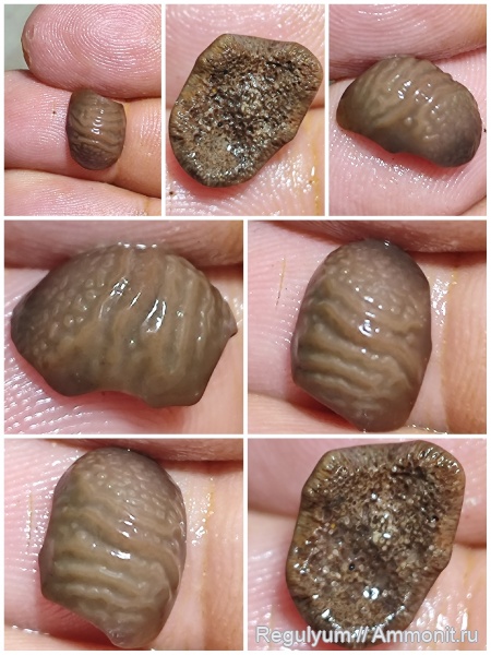 Ptychodus, Ptychodus cf. latissimus