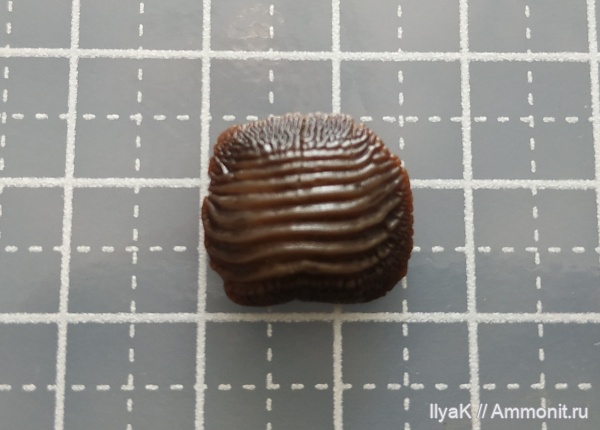 мел, рыбы, позвоночные, мезозой, Самарская область, верхний мел, Ptychodus, Новодевичье