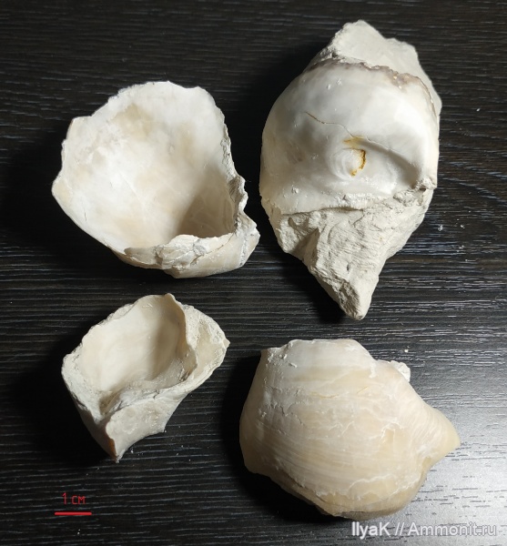 моллюски, мел, мезозой, Самарская область, беспозвоночные, верхний мел, Подвалье