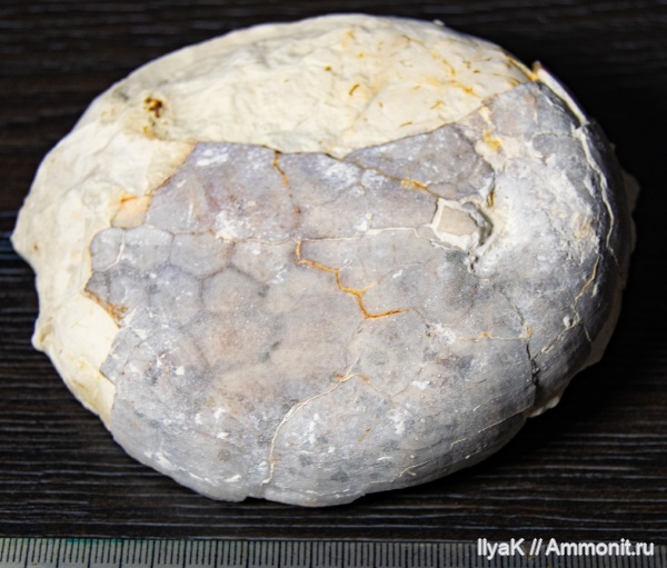 иглокожие, мел, мезозой, Ульяновская область, беспозвоночные, верхний мел, Цемзавод