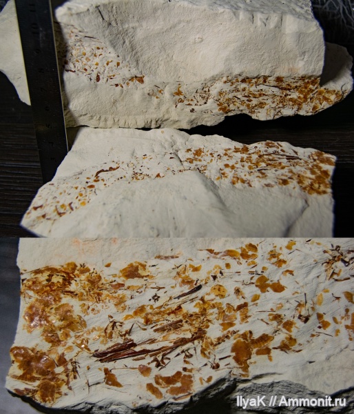 мел, рыбы, мезозой, Ульяновская область, верхний мел, Цемзавод, Lepidenteron lewesiensis, Lepidenteron