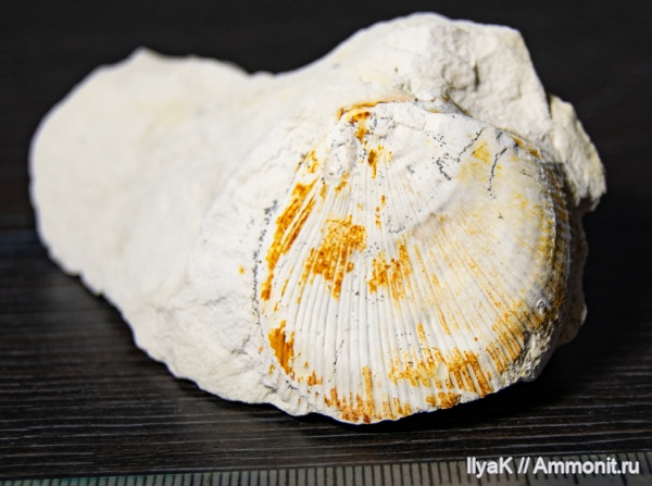 моллюски, мел, мезозой, Ульяновская область, беспозвоночные, верхний мел, Цемзавод