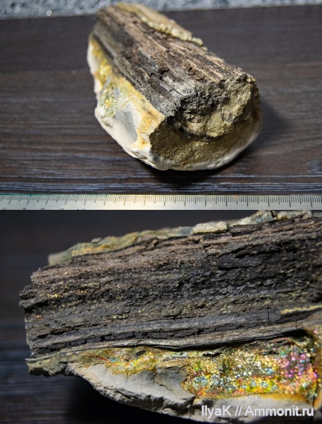 мел, древесина, мезозой, Ульяновская область, нижний мел, Шиловка