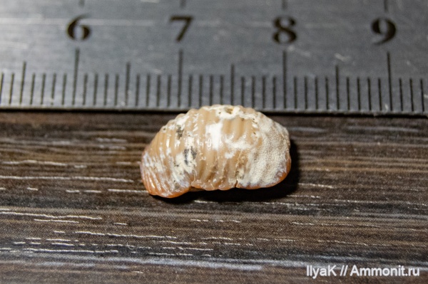 мел, рыбы, позвоночные, мезозой, Самарская область, верхний мел, Новодевичье