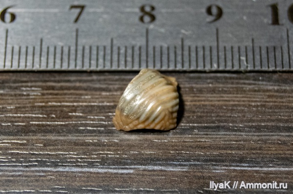 мел, рыбы, позвоночные, мезозой, Самарская область, верхний мел, Новодевичье