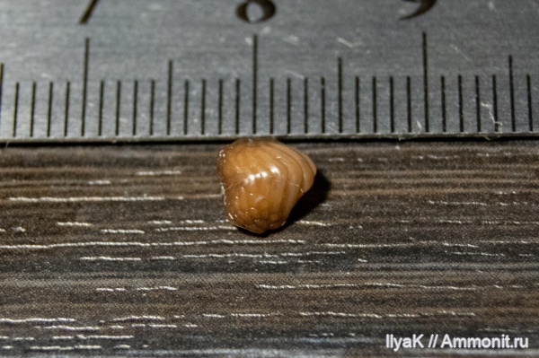 мел, рыбы, позвоночные, мезозой, Самарская область, верхний мел, Новодевичье