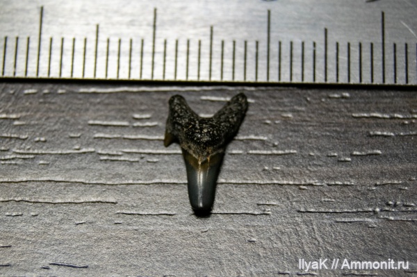 мел, рыбы, позвоночные, мезозой, Самарская область, верхний мел, Новодевичье