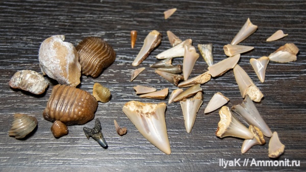 мел, рыбы, позвоночные, мезозой, Самарская область, верхний мел, Новодевичье