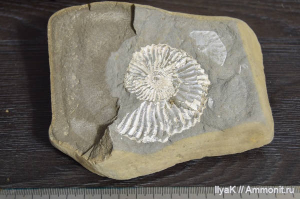 аммониты, Ульяновская область, нижний мел, аптский ярус, Шиловка