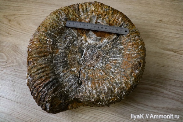 аммониты, мел, мезозой, Speetoniceras, Кашпир