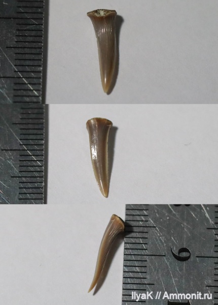 мел, зубы, мезозой, акулы, Самарская область, Scapanorhynchus, Новодевичье