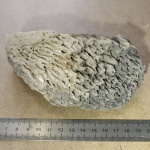Syringopora Syringopora