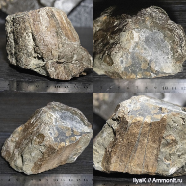 мел, ихтиозавры, мезозой, завроптеригия