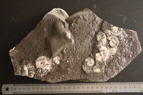 аммониты, мел, рыбы, Ульяновская область, апт