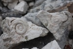 Гастропода Euomphalus Гастропода Euomphalus