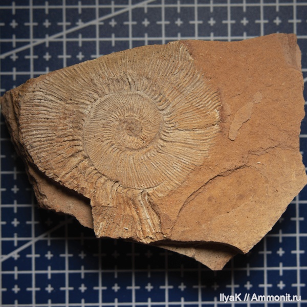 аммониты, юрский период, волжский ярус, Яблоновый овраг, Zaraiskites densecostatus