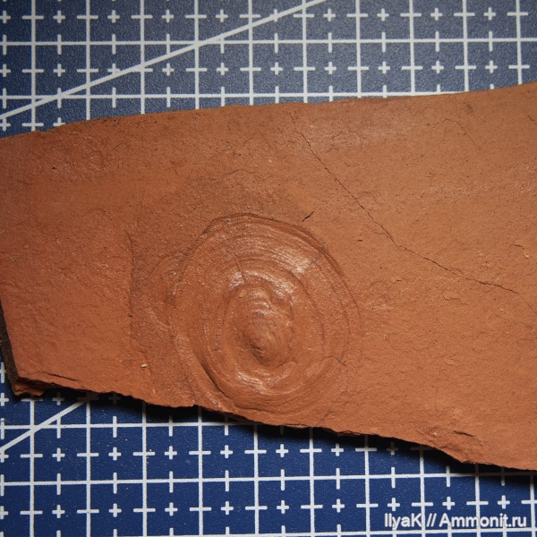 гастроподы, юрский период, волжский ярус, Яблоновый овраг, Berlieria maeotis