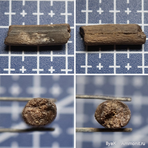 юрский период, Яблоновый овраг