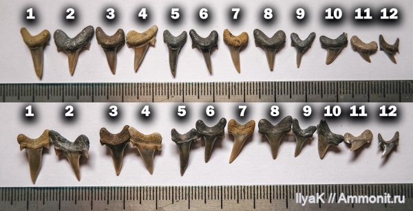 мел, рыбы, акулы, сеноман, Archaeolamna