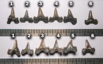 Все ли зубы в этом ряду принадлежат роду Cretalamna?